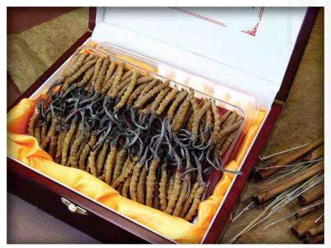 港北冬虫夏草回收